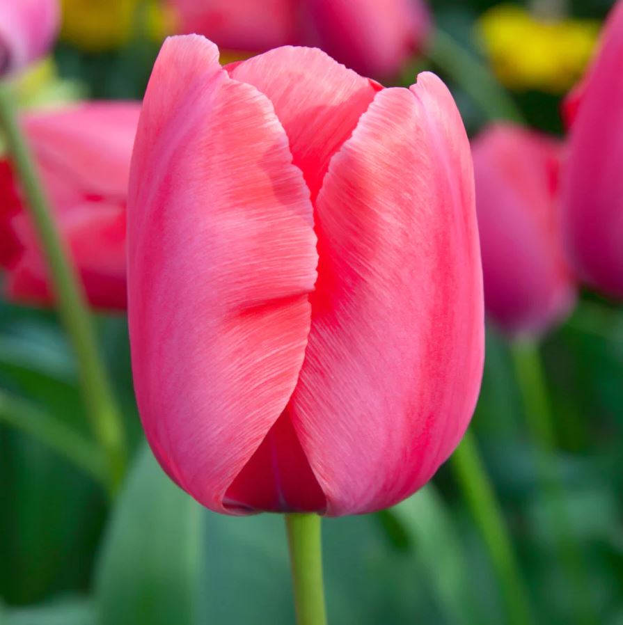 Tulipa 'Lady van Eijk'